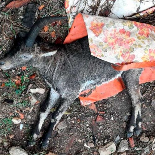 Cazadores y propietarios rurales denuncian la «dramática» situación de la población de cabras del norte de Castellón