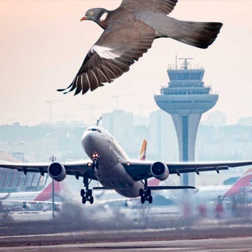 Autorizan cazar palomas en el aeropuerto de Madrid por el «riesgo para la seguridad de las operaciones aéreas»