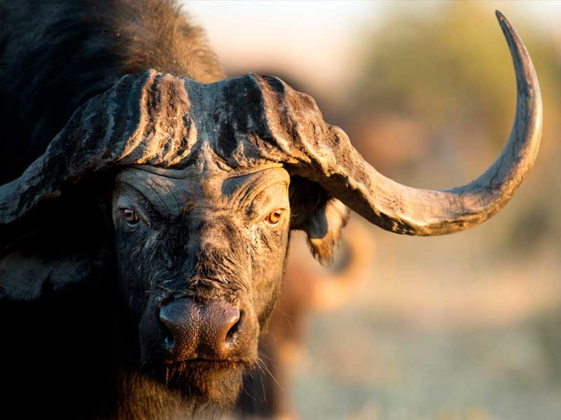 Cómo afrontar la caza del búfalo cafre o africano: armas, calibres y saber dónde colocar la bala