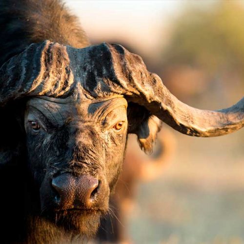 Cómo afrontar la caza del búfalo cafre o africano: armas, calibres y saber dónde colocar la bala