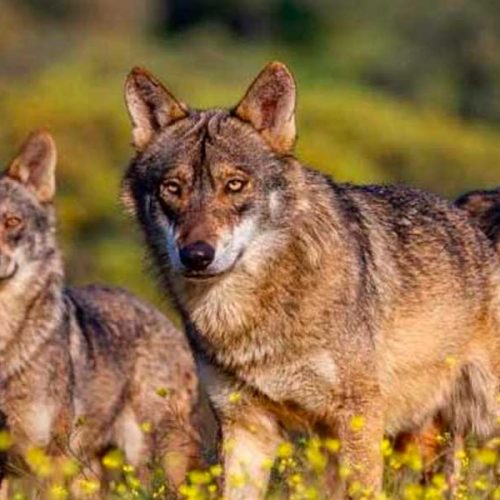 Cantabria se convierte en la primera Administración que autoriza cazar lobos para combatir los ataques al ganado