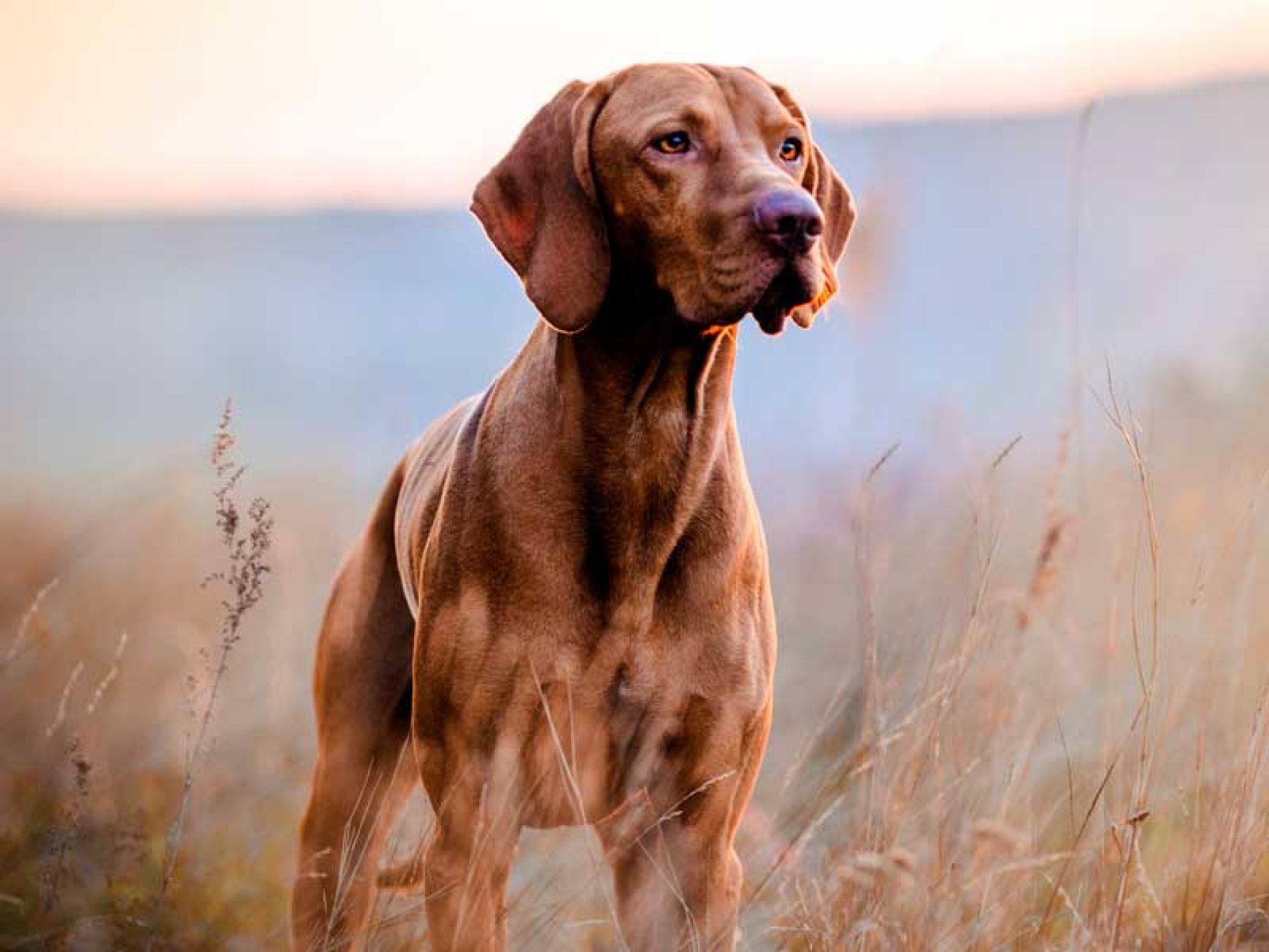 Perros de caza: consejos para la veda y la nueva temporada