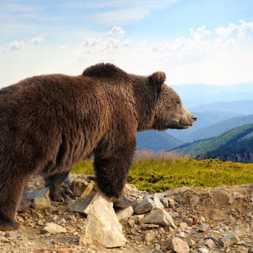 Aragón prohíbe por primera vez las batidas de caza en zonas con osos