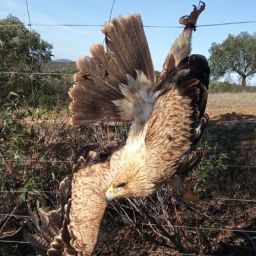 Tres cazadores salvan la vida a un Águila Imperial en Maguilla