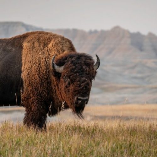 Repoblación de bisontes en Estados Unidos gracias a las tribus indígenas