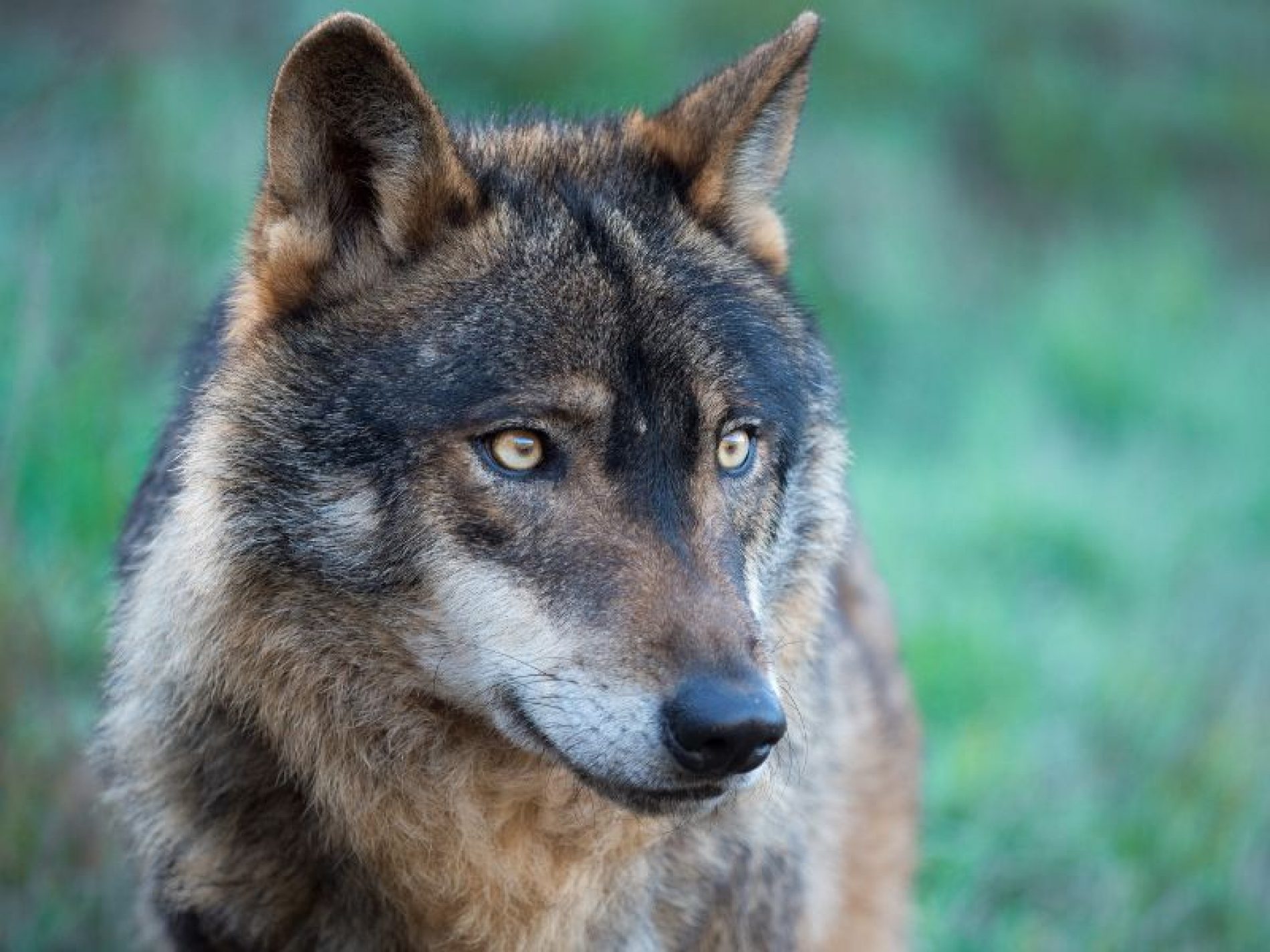 Cantabria insiste en Europa en la necesidad de los controles de la población de lobos