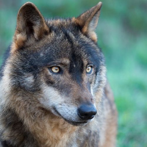 Cantabria insiste en Europa en la necesidad de los controles de la población de lobos