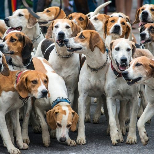 Primera reunión de la Mesa Nacional del Perro para tratar la Ley Animalista
