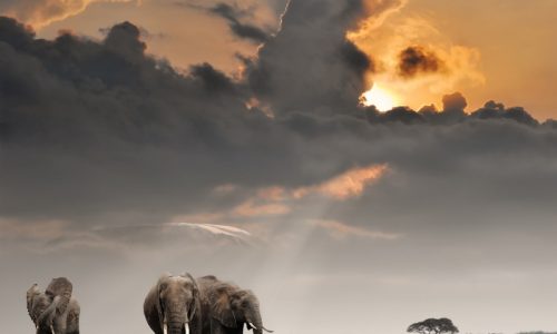 El elefante africano, ayer y hoy