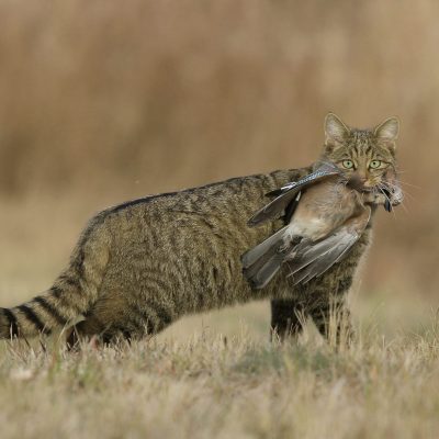 Gato Montés cazando