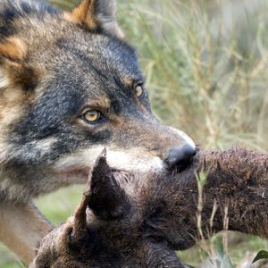 lobo ibérico