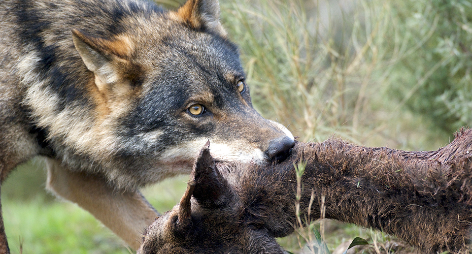 lobo ibérico