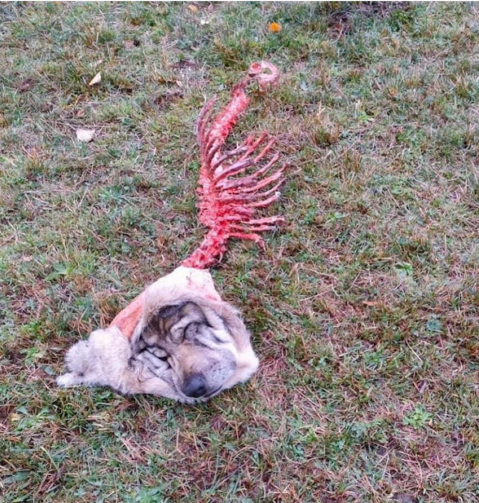 Perro de ganado devorado por lobo en tierras de Salamanca.