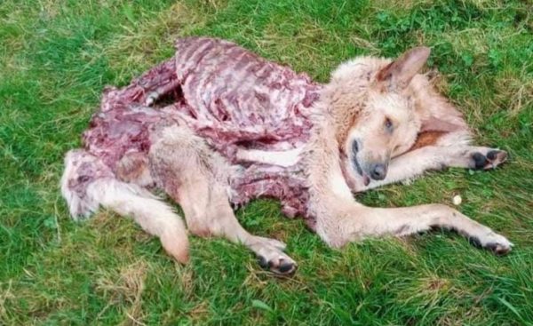 Perro de ganado devorado por lobos en tierras de Salamanca.