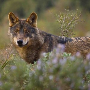 Lobo