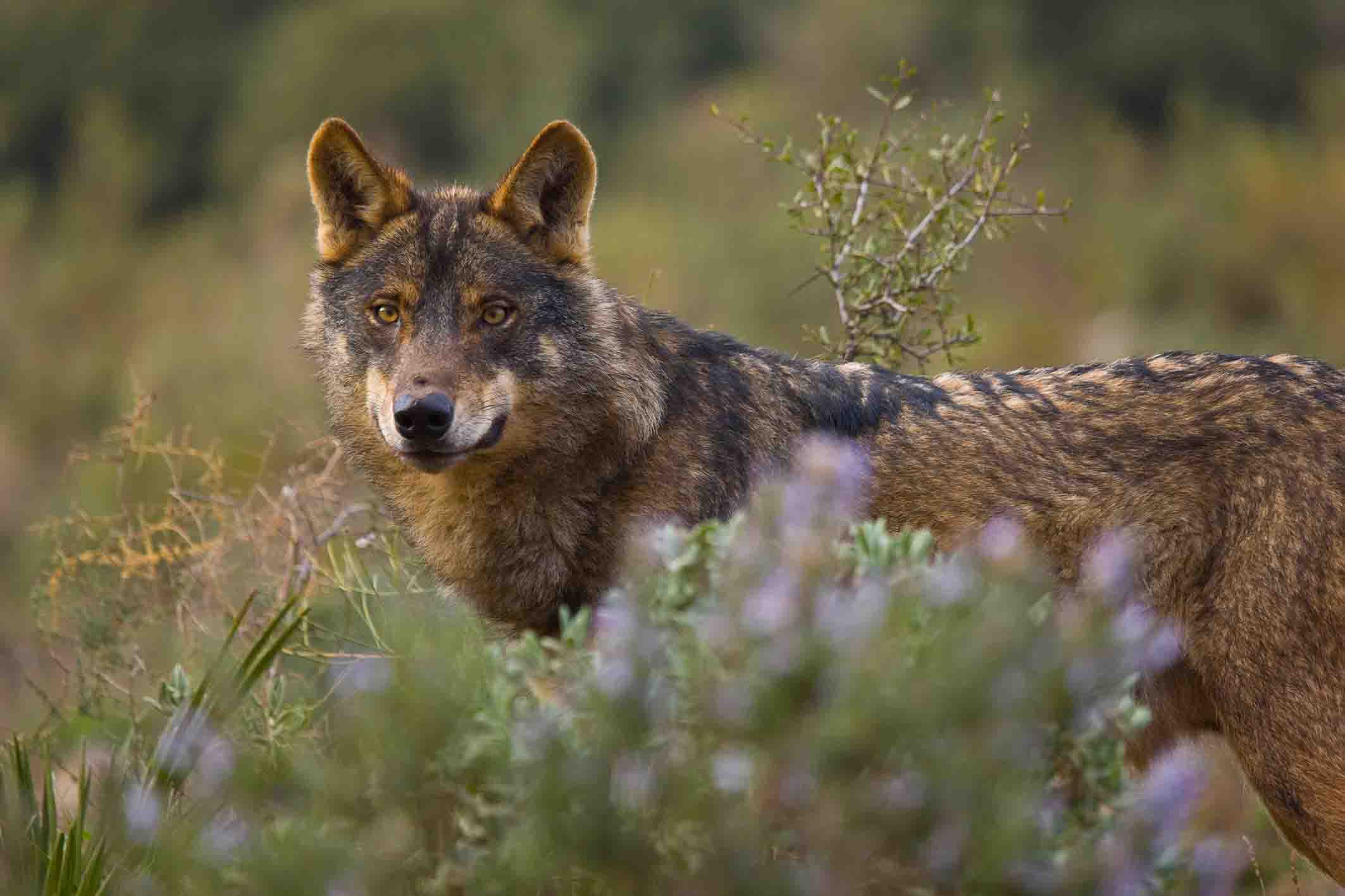 Lobo