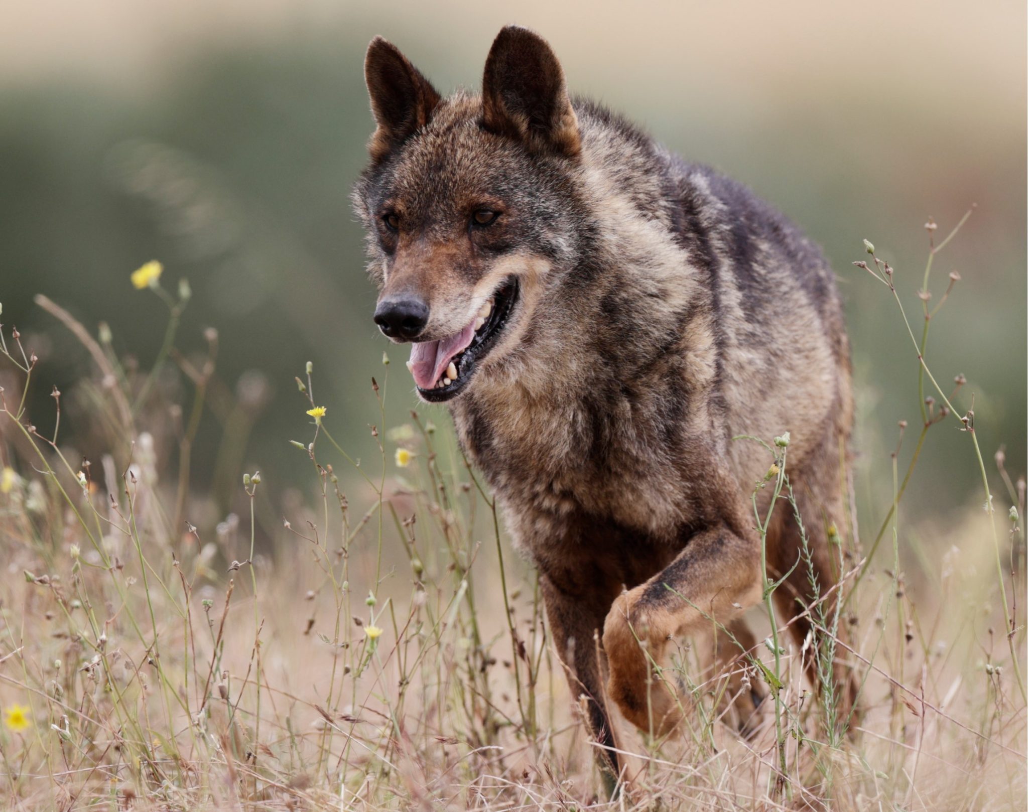 El estatus actual del ‘Canis lupus signatus’