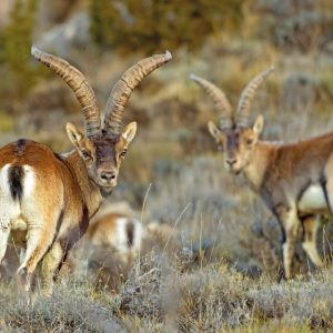 animales en el campo posando en la foto de la revista Trofeo Caza y Conservación en el artículo sobre cazar no es matar