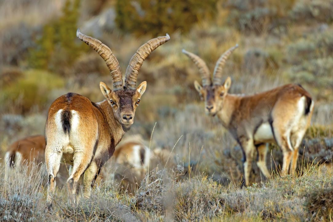animales en el campo posando en la foto de la revista Trofeo Caza y Conservación en el artículo sobre cazar no es matar