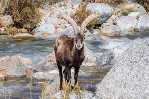 Magnífico macho montés en Gredos con Trofeo caza y conservación