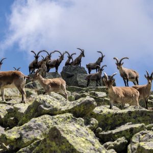 Macho montés en manada en la Reserva de Gredos con Trofeo caza y conservación