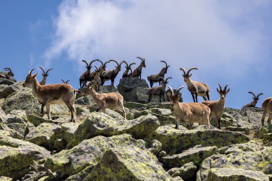 Macho montés en manada en la Reserva de Gredos con Trofeo caza y conservación