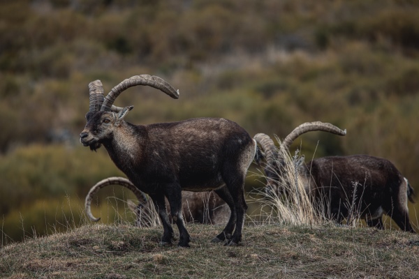Macho montés de la Reserva de Gredos a la caza en Trofeo caza y conservación