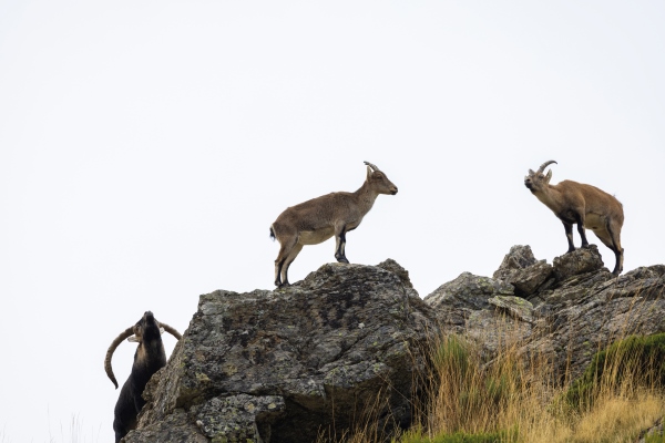 Cabras montesas en la Reserva de Gredos con Trofeo caza y conservación