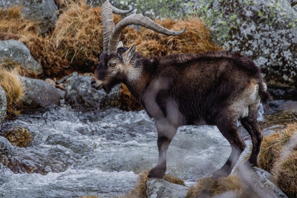 Magnífico macho montés de la reserva de Gredos