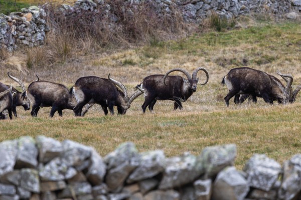 Machos monteses de la Reserva de Gredos en Trofeo caza y conservación