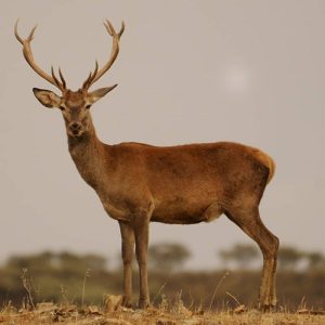 Ejemplar de ciervo en España en Trofeo caza y conservación