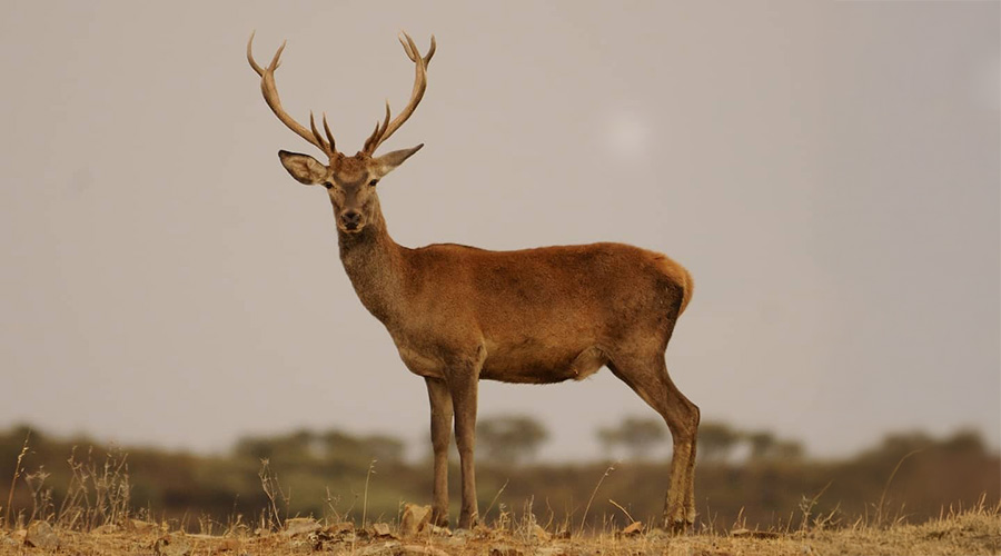 Ejemplar de ciervo en España en Trofeo caza y conservación