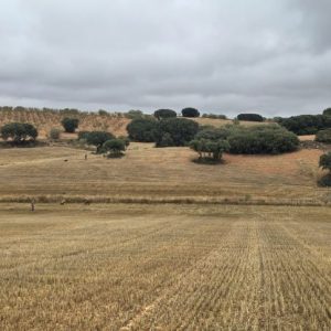 De perdices en el bonillo en trofeo caza y conservación