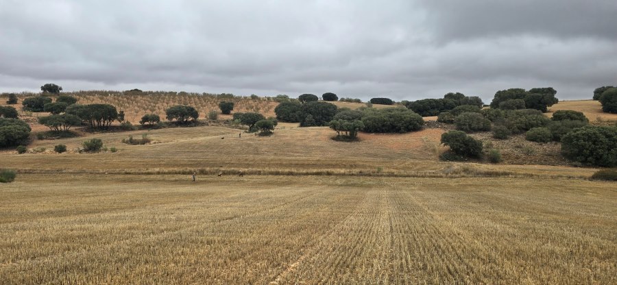 De perdices en el bonillo en trofeo caza y conservación