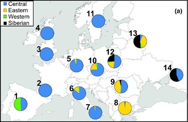 Frecuencias de haplotipos de grupos de ADN mitocondrial de corzos en las poblaciones definidas de corzos europeos.