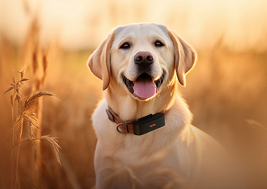 Labrador retriever con Trofeo caza y conservación