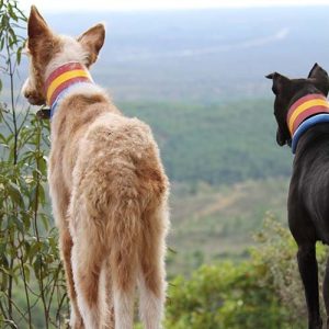 Perros de rehala en Trofeo caza y conservación