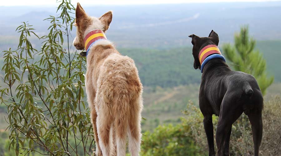 Perros de rehala en Trofeo caza y conservación