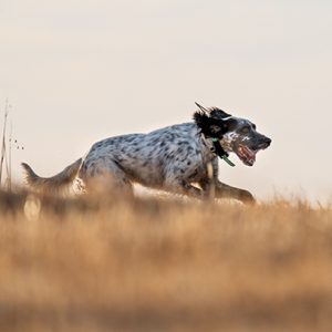 Setter inglés en Trofeo caza y conservación