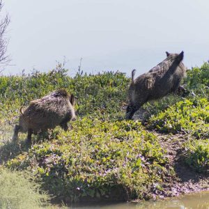 el rincon de polvorilla en trofeo caza y conservación