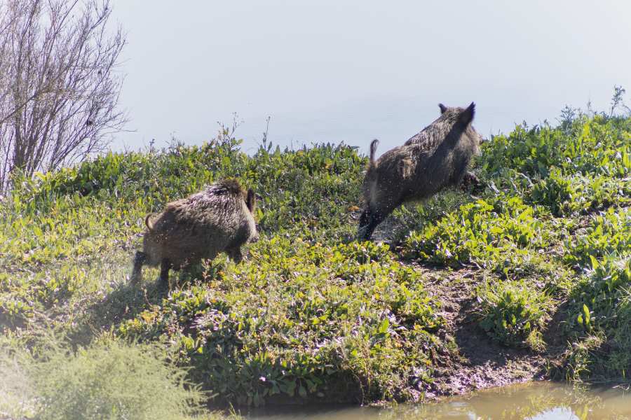 el rincon de polvorilla en trofeo caza y conservación