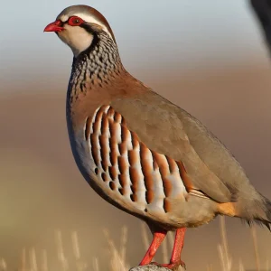 La perdiz roja demetrio gordo en trofeo caza y conservación