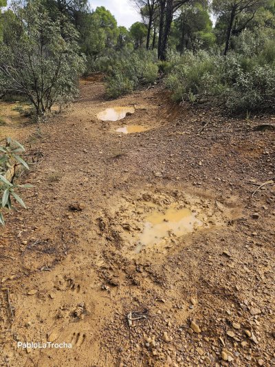 Bañas de jabali en trofeo caza y conservación