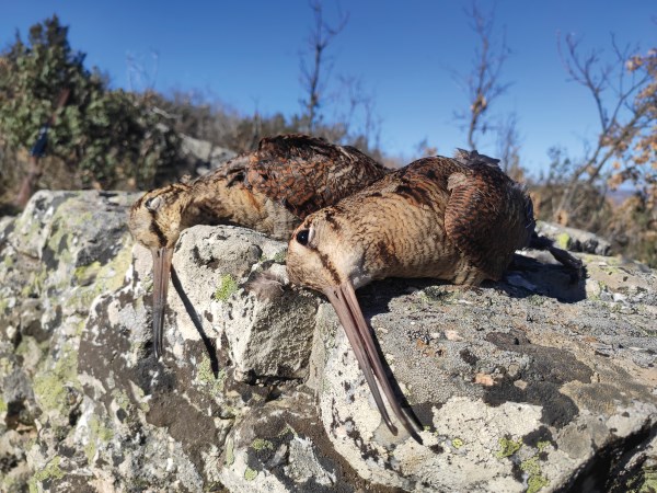 Becada en la mesa en trofeo caza y conservación
