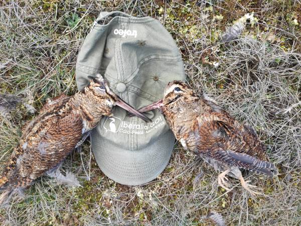 Becadas en trofeo caza y conservación