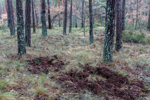 Campo de jabali en trofeo caza y conservación