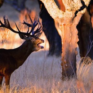 Ciervo ibérico en Trofeo caza y conservación