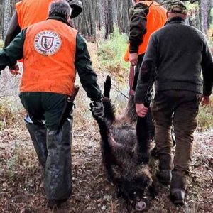 Control de la peste porcina africana en Trofeo caza y conservación