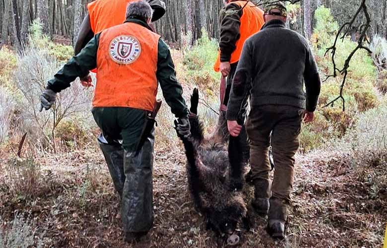 Control de la peste porcina africana en Trofeo caza y conservación