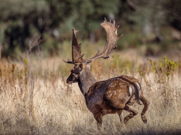 El gamo y el ciervo en trofeo caza y conservación